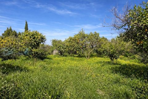 Tomt i Benimeli, Alicante, Benimeli - € 83 000 | Ref: PNPT297 - foto 8